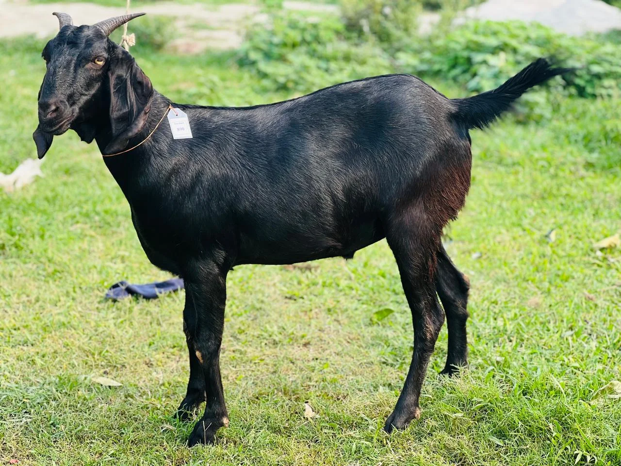 দেশী  ছাগল (48.7KG)  